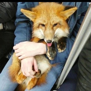 🤣ХИТРЫЙ ЛИС МЕМЫ ЮМОР