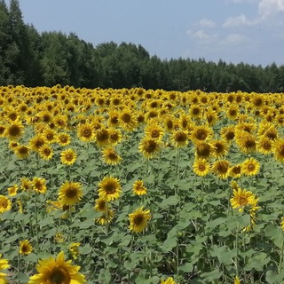 Селовед Приморья