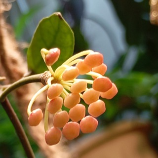 Миллион оттенков радости