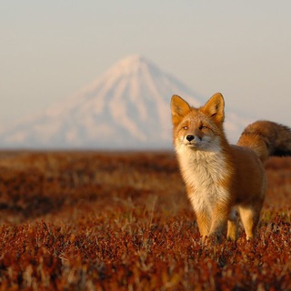 Природа России