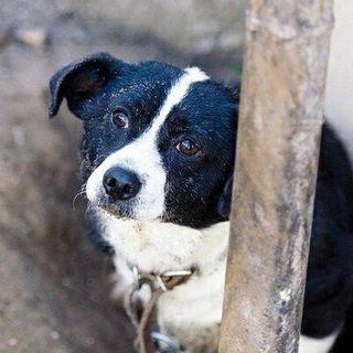 Дружные сердца