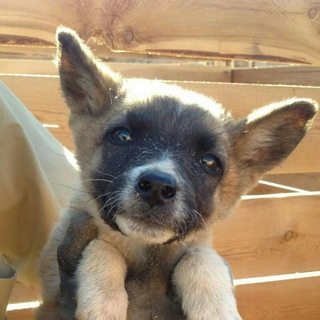 Жил-был Пёс