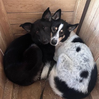 Приют Костомукша