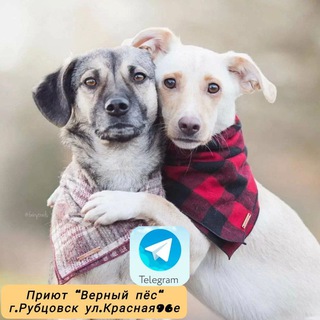 Приют "Верный Пёс" г. Рубцовск. телеграм канал