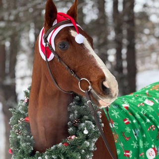 Конный клуб-приют, для лошадей Кудряшовский, "Верю в Жизнь"