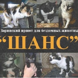 Приют «Шанс» для бездомных животных г. Заринск