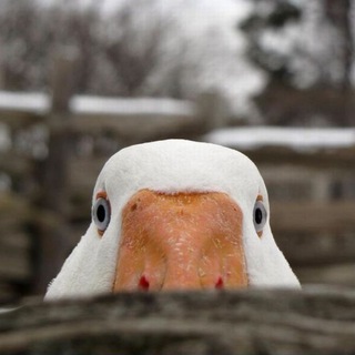 Жареные гуси ✨