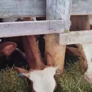 Продажа и подбор КРС мясного и молочного направления