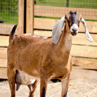 Продукты из козьего молока