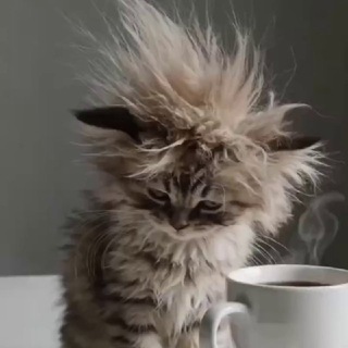 мемы, коты и IT