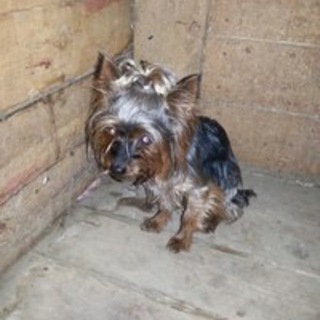 ПРОПАЛА\НАЙДЕНА\ЗАМЕЧЕНА СОБАКА Москва и Московская область