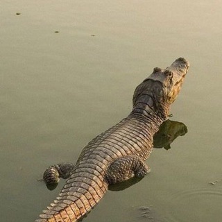 Будни крокодила🐊