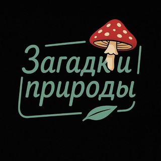 ЗАГАДКИ ПРИРОДЫ | ЕЖОВИК | ЧАГА | КОРДИЦЕПС | ЛИСИЧКА |