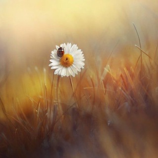 Pro Счастье и Магию Нового времени✨