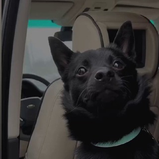SCHIPPERKE PRODUCTION