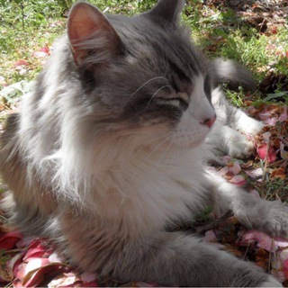 спящαя κόшκα