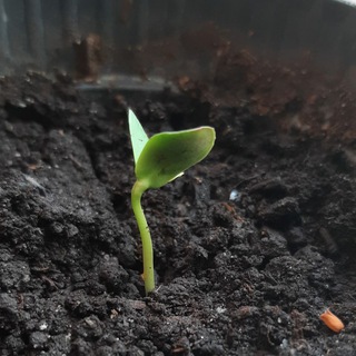 Простая экология