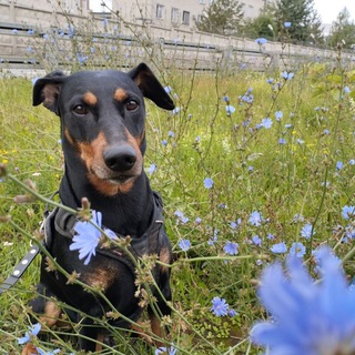 Пинчер и другие