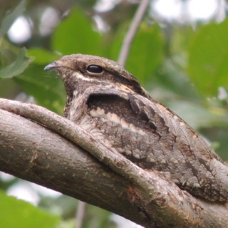 Галерея Птичикова
