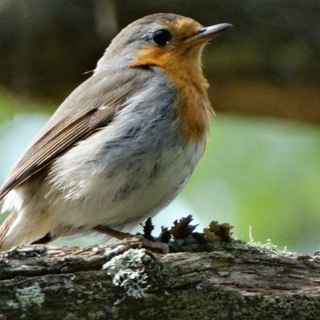 Птички-синички