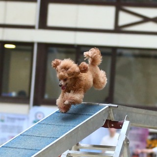 Пудель Белка 🧡