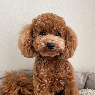 Пудель Тедди