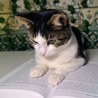 𝙿𝚞𝚖𝚙𝚔𝚒𝚗 𝚙𝚊𝚝𝚌𝚑 📚