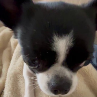 пупа (Giselle la princesses de bohème glam)