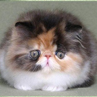 Юля Солянка