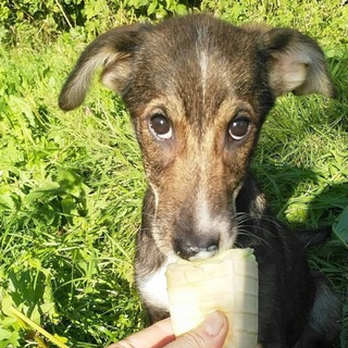 «Щенячий Ангел» PuppyAngel911 🐶