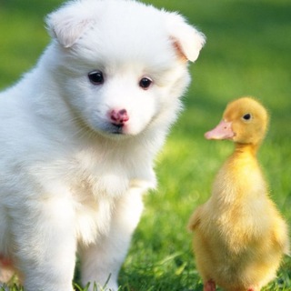 Пушистая Радость 🐱