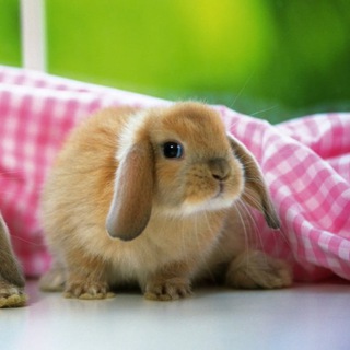 🐾 Пушистики & Ко