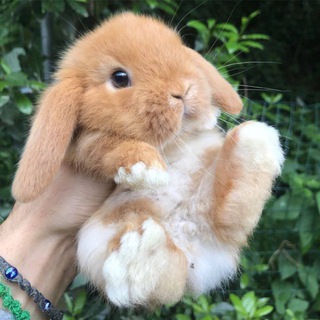 Пушистые друзья