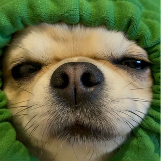 Пушистые жопки