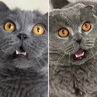 Пушок и Пирожок🐱🐱