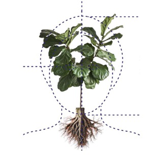 Пускаю корни