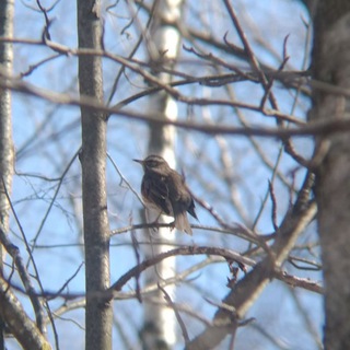 Птицовый дневник