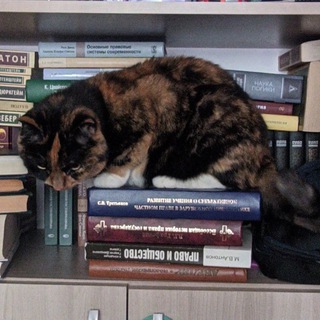 Молодой тигриный цивилист