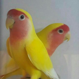 QUSHLAR BOZORI🦜🦜🦜🦜