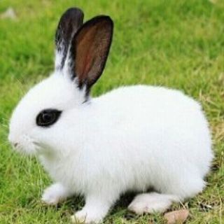 🐰VODIY QUYON BOZORI🐇