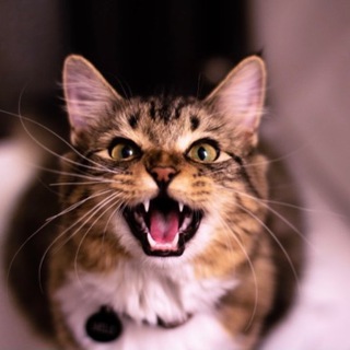 «ВЕТУЧАСТОК» новости