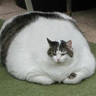 Рабео и Тирзетта