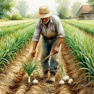 Работа на чесноке