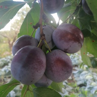 Работа вахтой