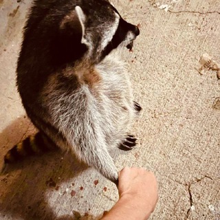 Енотий потаскун