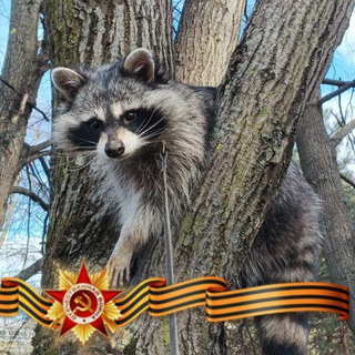 Енотик Василиса и её семья🦝❤