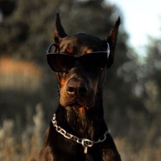 ragnar.doberman