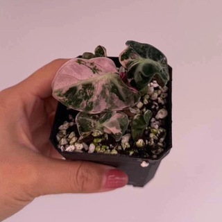 Растения | Клоны Закупка