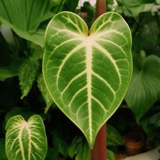 Комнатные и садовые растения в Томске