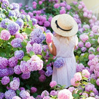 Растения в Майкопе 01